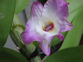 Дендробиум с запахом лимона и ладана.