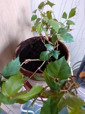 так будет пока стоять, пока на улице холодно