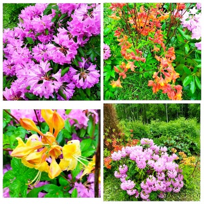 наши рододендроны.jpg