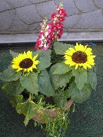 Jahr 2008 bis 26.06 137.jpg