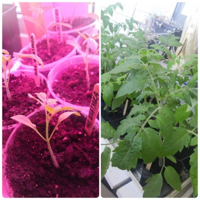 0_InShot_20220503_084205242.jpg (109.44 КБ) 444 просмотра Разница в возрасте 2.5 недели