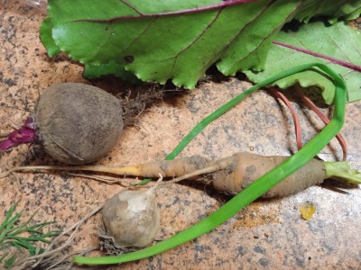 WhatsApp Image 2022-07-17 at 12.59.07 (1).jpeg