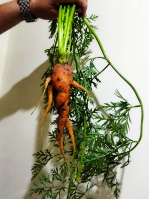 Морковка танцующая.jpg