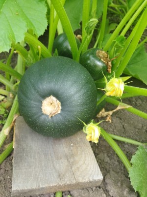 Запеканка 2022.jpg