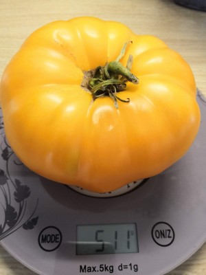 Сорт "лимонный гигант".