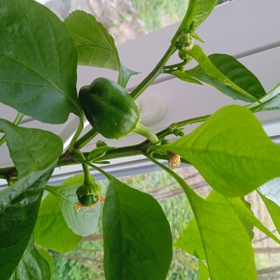 WhatsApp Image 2023-04-27 at 17.00.38.jpeg