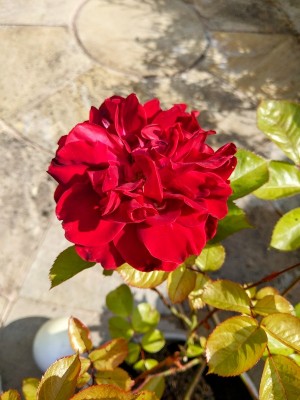 Никак не могу определить сорт этой розы.