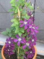 Jahr 2008 bis 10,07,2008 133.jpg