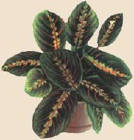 maranta17.jpg
