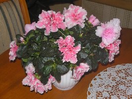 летающая леди 003.jpg