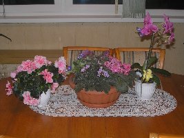 летающая леди 004.jpg