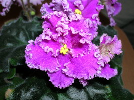 фиалка РОЗИ РАФЛ.JPG