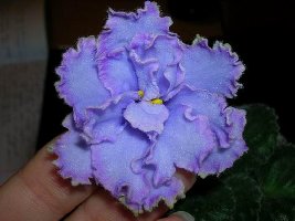 голубая газурь.JPG