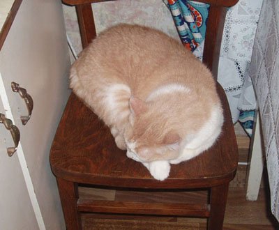 Барсик спит