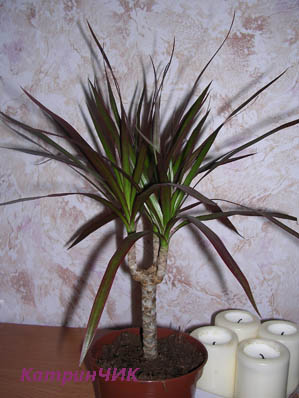 Dracaena Marginata