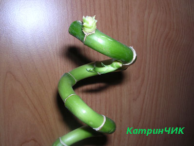 Dracaena Lacky Bamboo - Вблизи