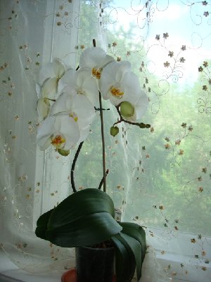 Вот моя орхочка через 3 недели после "приключения".