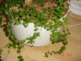 И это тоже фикус Pumila