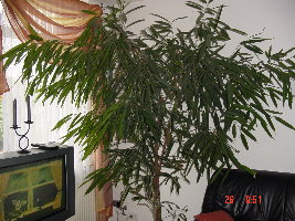 Фикус Longifolia