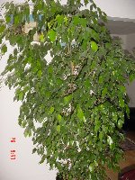 Это тоже Benjamina