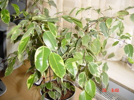 Это фикус Benjamina