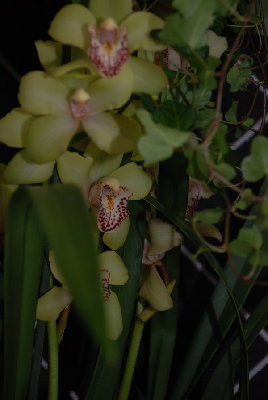 первое домашнее цветение цимбика