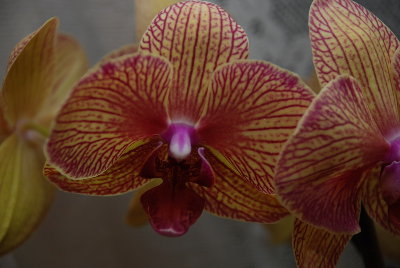 мой единственный цветущий фаленопсис :)