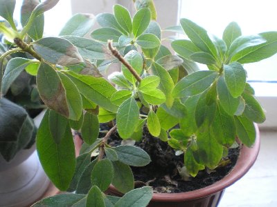 первые 3 дня