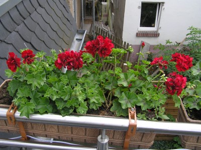 Герань ампельная. Единственный сильный кустик.