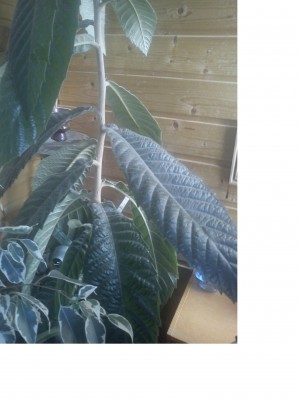 Может персик? листья "пушистые" и огромные