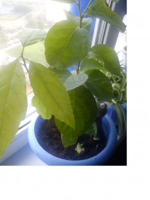 Может яблоня? Или слива? Там 2 разных росточка