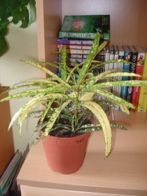 Я его в закрывающемся цветочном сегодня прикупила, он такой печальный был, земля суховата, никто по нему не ползал, и в зеленых зарослях очень выделялся - короче не смогла пройти мимо.