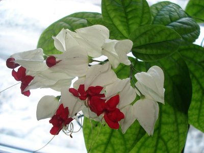 Клеродендрум Томпсона. Хочу ещё угандийский и Уоллеса! А филиппинский уже есть, только маленький пока...