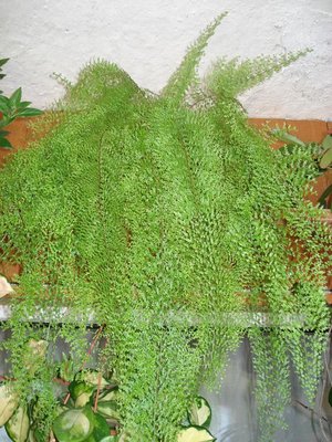 Нефролепис