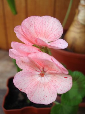 Мэверик Салмон Конфетти