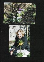 Весенние крокусы, рябчик.jpg