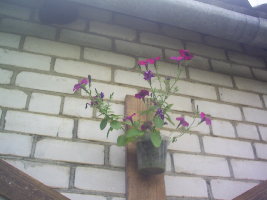 Огород 028.jpg