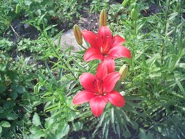 Огород 047.jpg