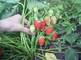 Огород 051.jpg