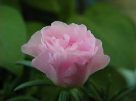 Портулак нежно-розовый.jpg