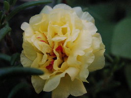 Портулак кремовый.jpg