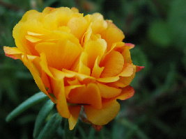 Портулак желтый.jpg