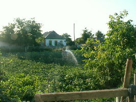 Один из способов полива :)))