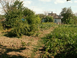 Куст на переднем плане - черная смородина