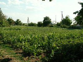 Огород часть 1.jpg