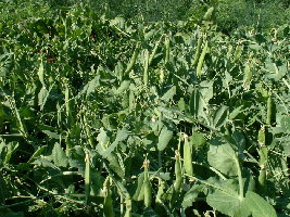 Который мы уже съели