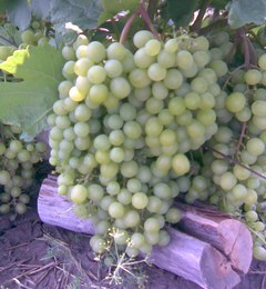 Копия Фото031.jpg