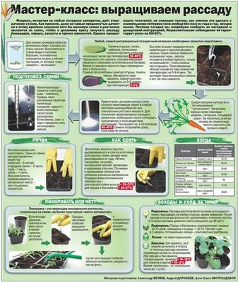 Мастер-класс по выращиванию рассады