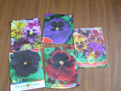 Виола, или просто - анютины глазки