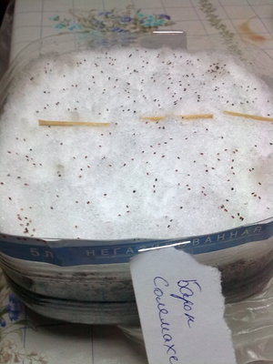 Поставила в холодильник. Жду.